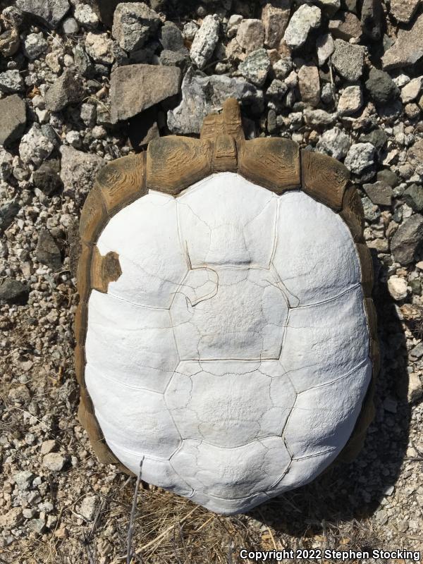 Desert Tortoise (Gopherus agassizii)