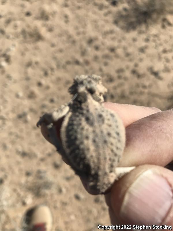 Southern Desert Horned Lizard (Phrynosoma platyrhinos calidiarum)