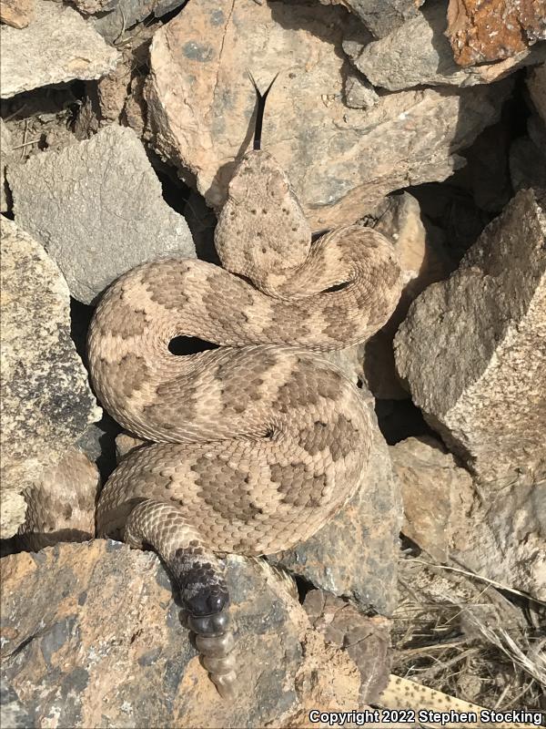 Panamint Rattlesnake (Crotalus stephensi)