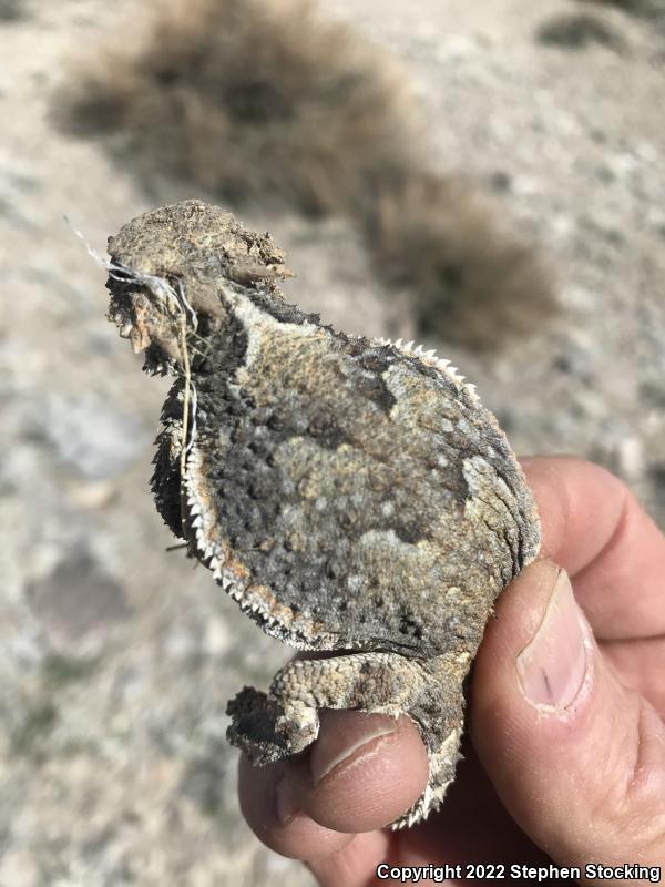 Southern Desert Horned Lizard (Phrynosoma platyrhinos calidiarum)