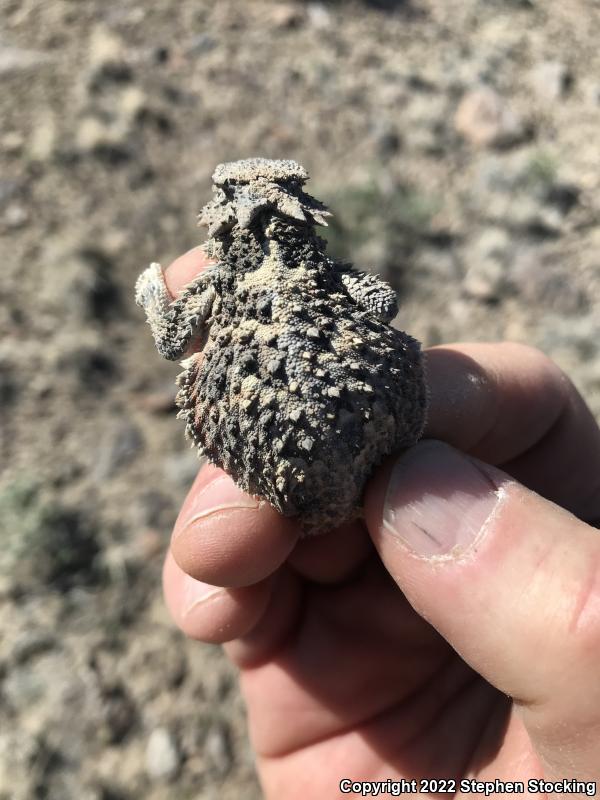 Southern Desert Horned Lizard (Phrynosoma platyrhinos calidiarum)