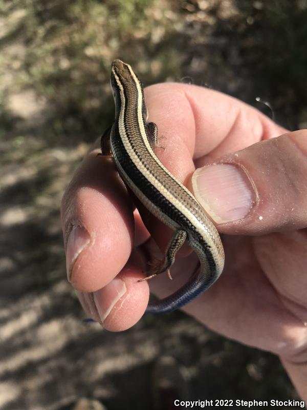 Great Basin Skink (Plestiodon skiltonianus utahensis)