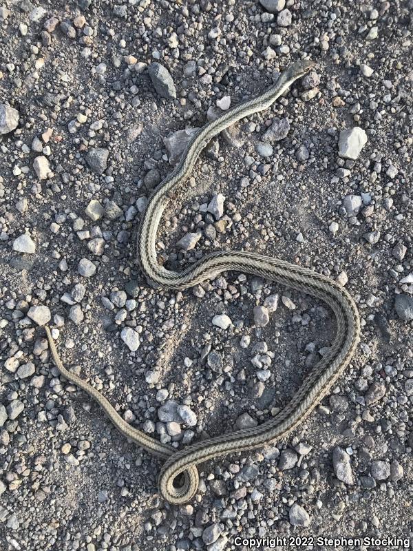 Mojave Patch-nosed Snake (Salvadora hexalepis mojavensis)