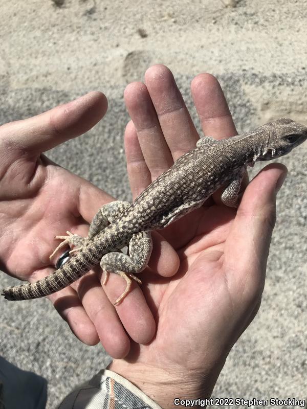 Northern Desert Iguana (Dipsosaurus dorsalis dorsalis)