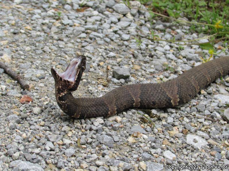 Western Cottonmouth (Agkistrodon piscivorus leucostoma)