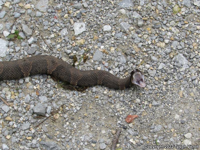 Western Cottonmouth (Agkistrodon piscivorus leucostoma)