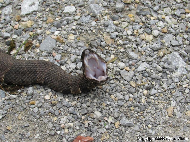 Western Cottonmouth (Agkistrodon piscivorus leucostoma)