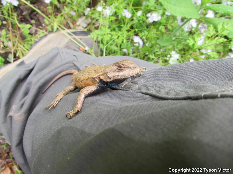 Eastern Fence Lizard (Sceloporus undulatus)