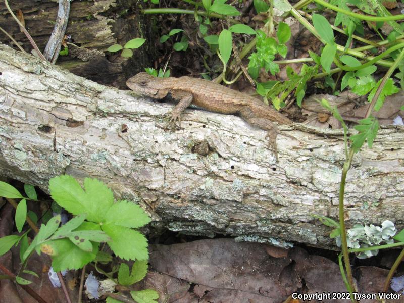 Eastern Fence Lizard (Sceloporus undulatus)