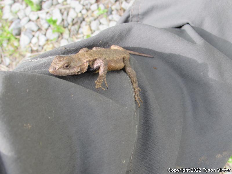 Eastern Fence Lizard (Sceloporus undulatus)