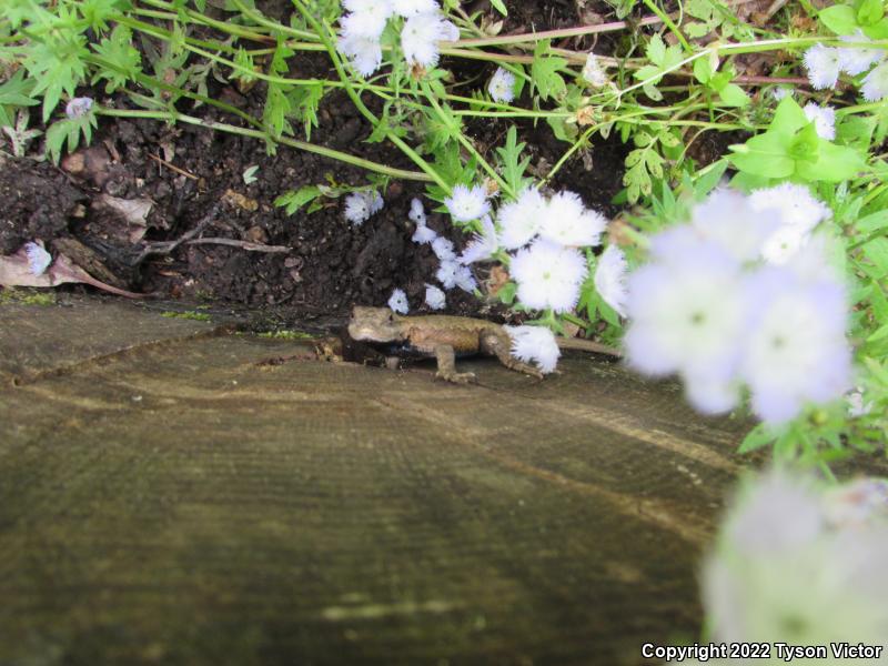 Eastern Fence Lizard (Sceloporus undulatus)