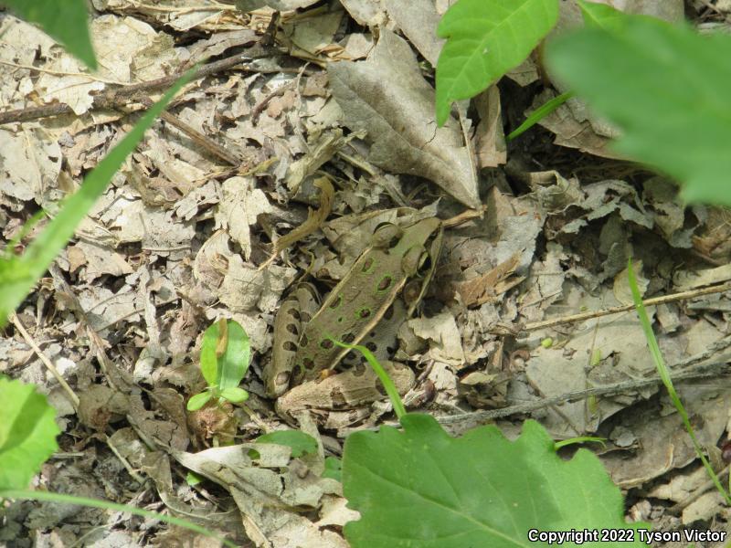 Southern Leopard Frog (Lithobates sphenocephalus utricularius)