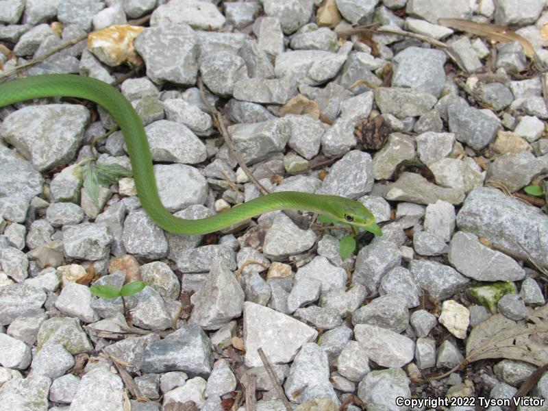 Northern Rough Greensnake (Opheodrys aestivus aestivus)