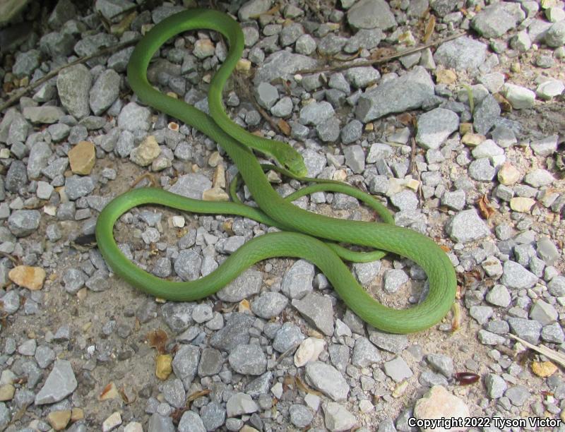 Northern Rough Greensnake (Opheodrys aestivus aestivus)