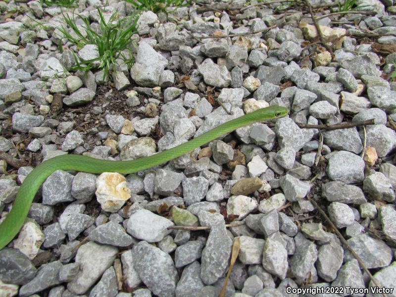 Northern Rough Greensnake (Opheodrys aestivus aestivus)