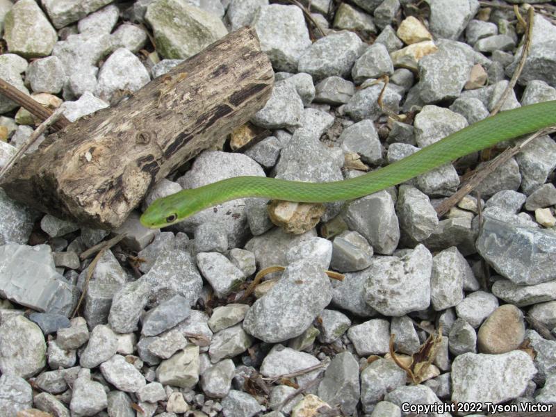 Northern Rough Greensnake (Opheodrys aestivus aestivus)