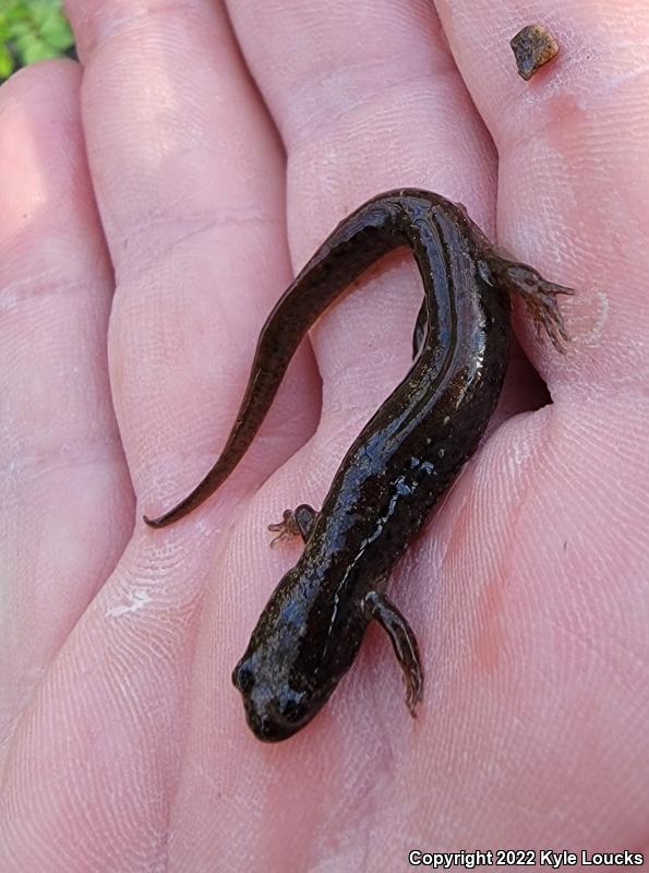 Northern Dusky Salamander (Desmognathus fuscus)