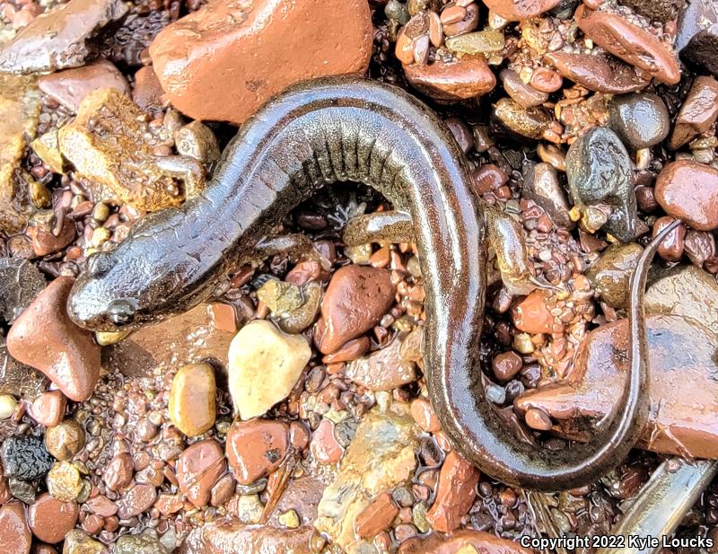 Northern Dusky Salamander (Desmognathus fuscus)