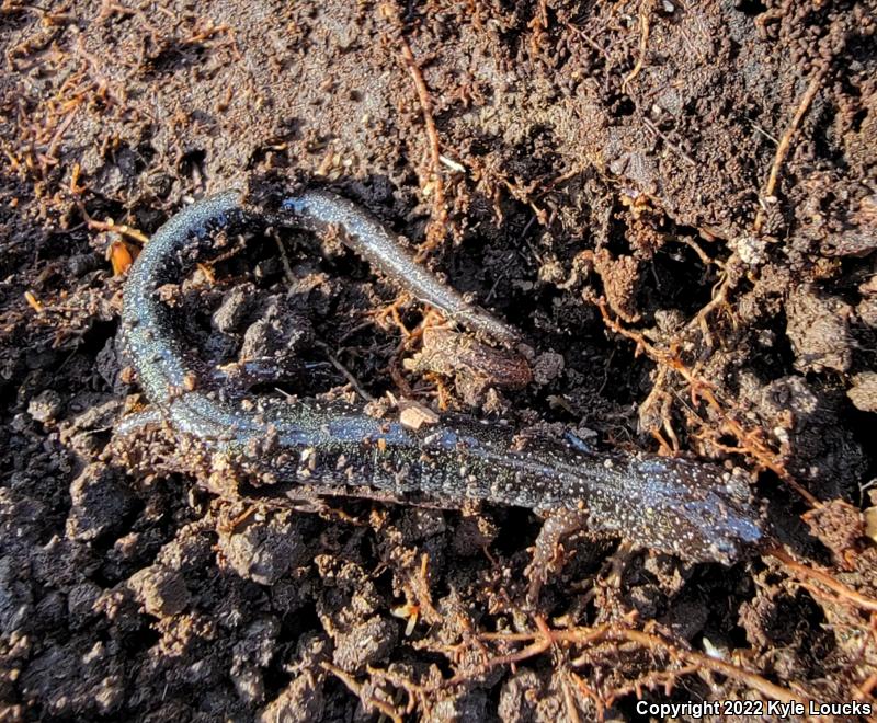 Eastern Red-backed Salamander (Plethodon cinereus)