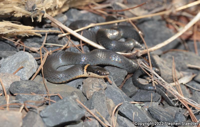 Northern Ring-necked Snake (Diadophis punctatus edwardsii)