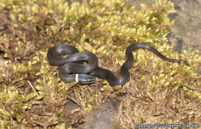 Northern Ring-necked Snake (Diadophis punctatus edwardsii)