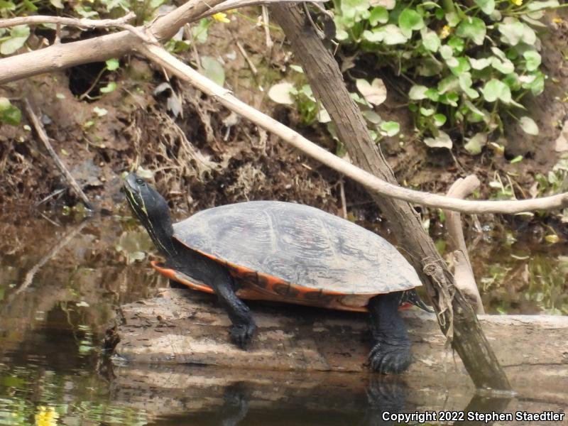 Northern Red-bellied Cooter (Pseudemys rubriventris)