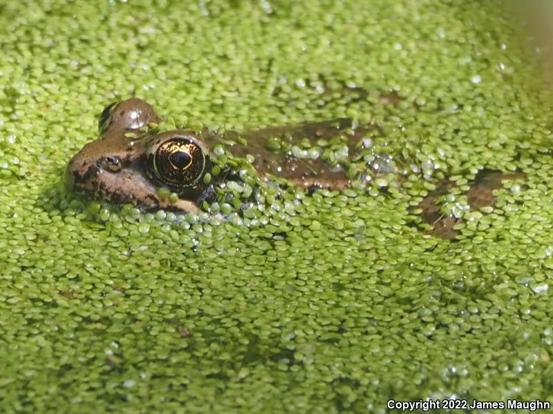 California Red-legged Frog (Rana draytonii)