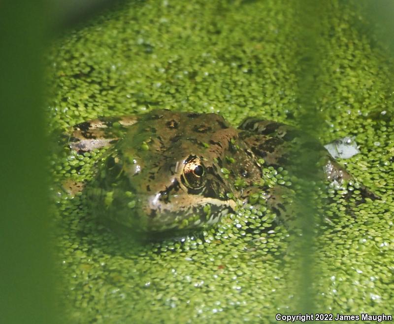 California Red-legged Frog (Rana draytonii)