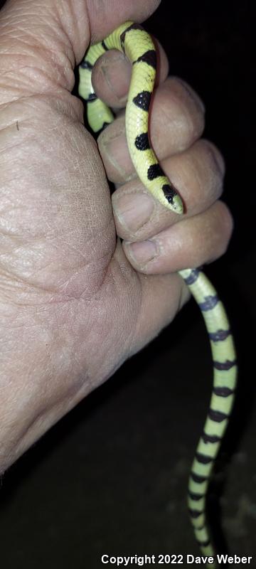 Colorado Desert Shovel-nosed Snake (Chionactis occipitalis annulata)