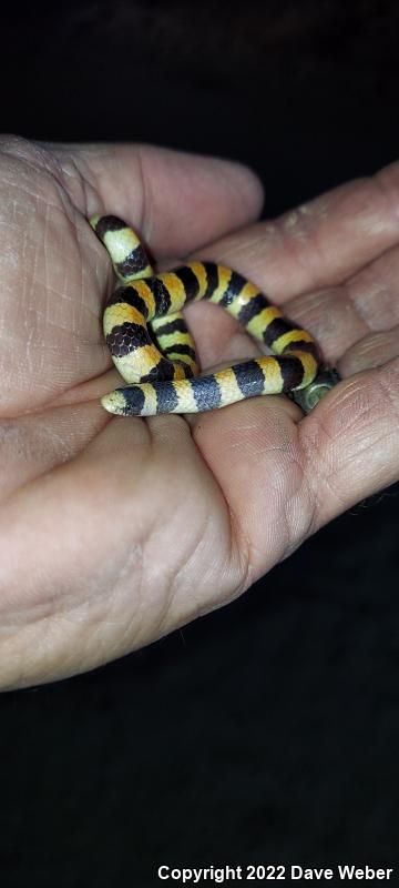 Variable Sandsnake (Chilomeniscus stramineus)