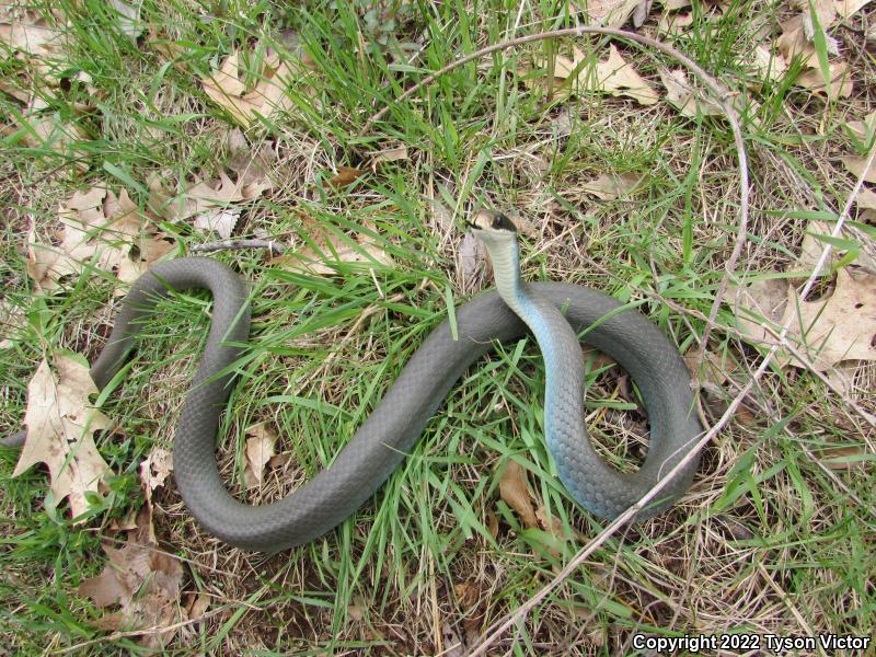 Blue Racer (Coluber constrictor foxii)