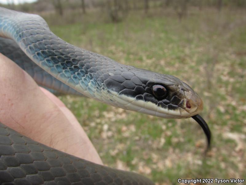 Blue Racer (Coluber constrictor foxii)