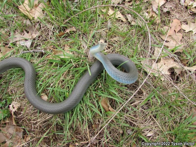 Blue Racer (Coluber constrictor foxii)