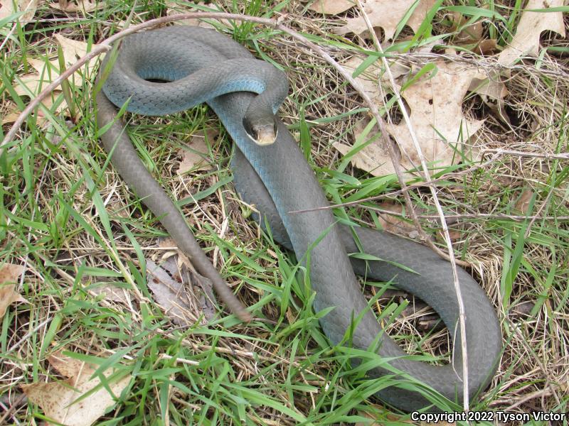 Blue Racer (Coluber constrictor foxii)