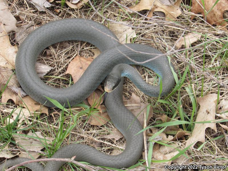 Blue Racer (Coluber constrictor foxii)