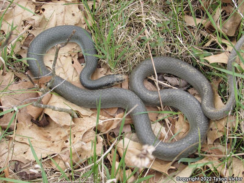 Blue Racer (Coluber constrictor foxii)