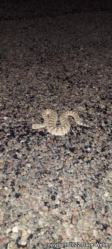 Sonoran Sidewinder (Crotalus cerastes cercobombus)