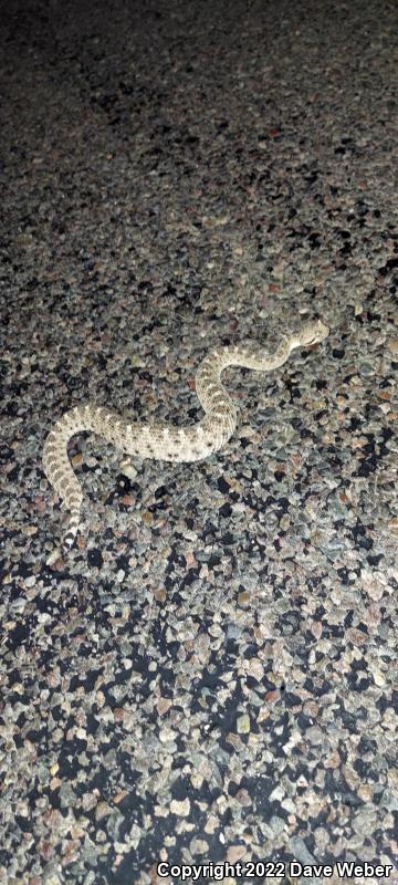 Sonoran Sidewinder (Crotalus cerastes cercobombus)