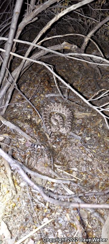 Sonoran Sidewinder (Crotalus cerastes cercobombus)