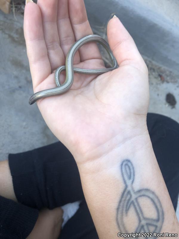 Legless Lizards (Anniella)