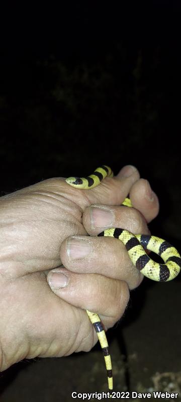 Western Shovel-nosed Snake (Chionactis occipitalis)