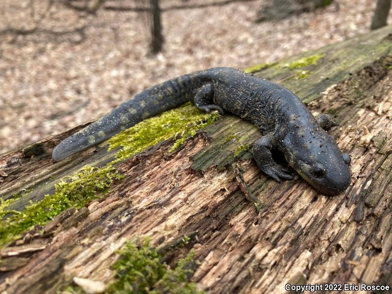 Eastern Tiger Salamander (Ambystoma tigrinum)