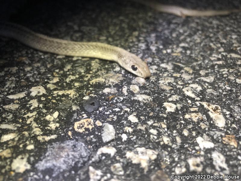 Desert Patch-nosed Snake (Salvadora hexalepis hexalepis)