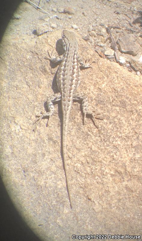 Northern Sagebrush Lizard (Sceloporus graciosus graciosus)