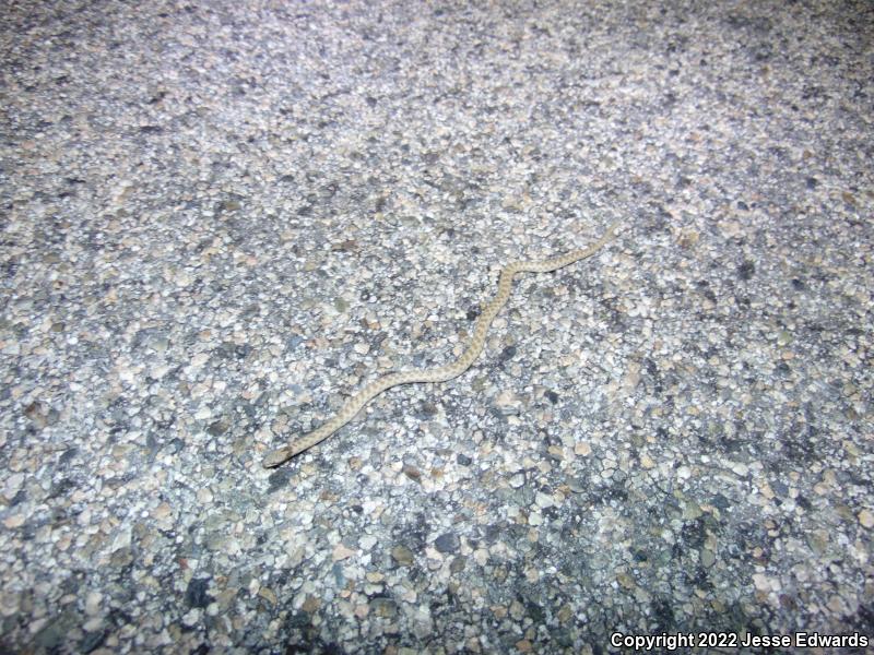 San Diego Nightsnake (Hypsiglena ochrorhyncha klauberi)