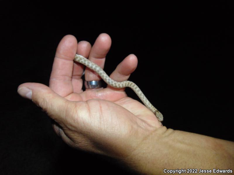 San Diego Nightsnake (Hypsiglena ochrorhyncha klauberi)