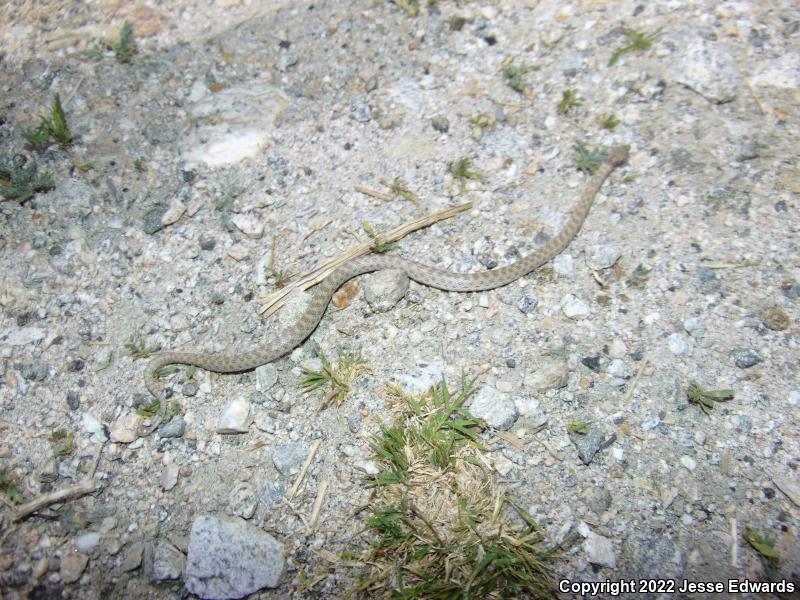 San Diego Nightsnake (Hypsiglena ochrorhyncha klauberi)