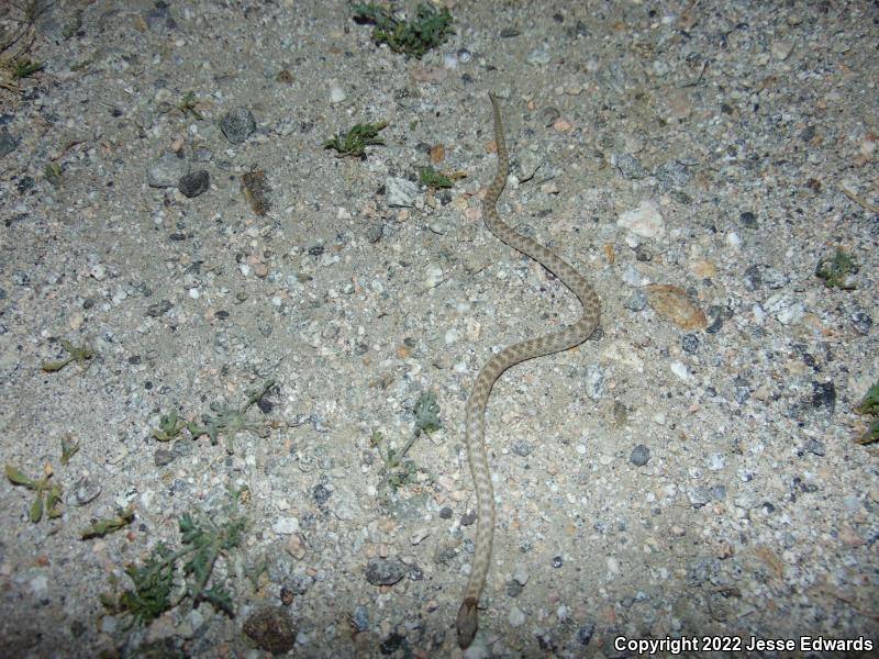 San Diego Nightsnake (Hypsiglena ochrorhyncha klauberi)