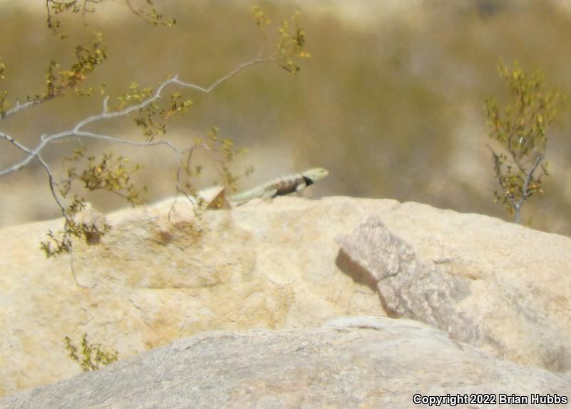 Desert Spiny Lizard (Sceloporus magister)