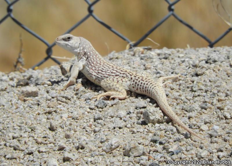 Northern Desert Iguana (Dipsosaurus dorsalis dorsalis)